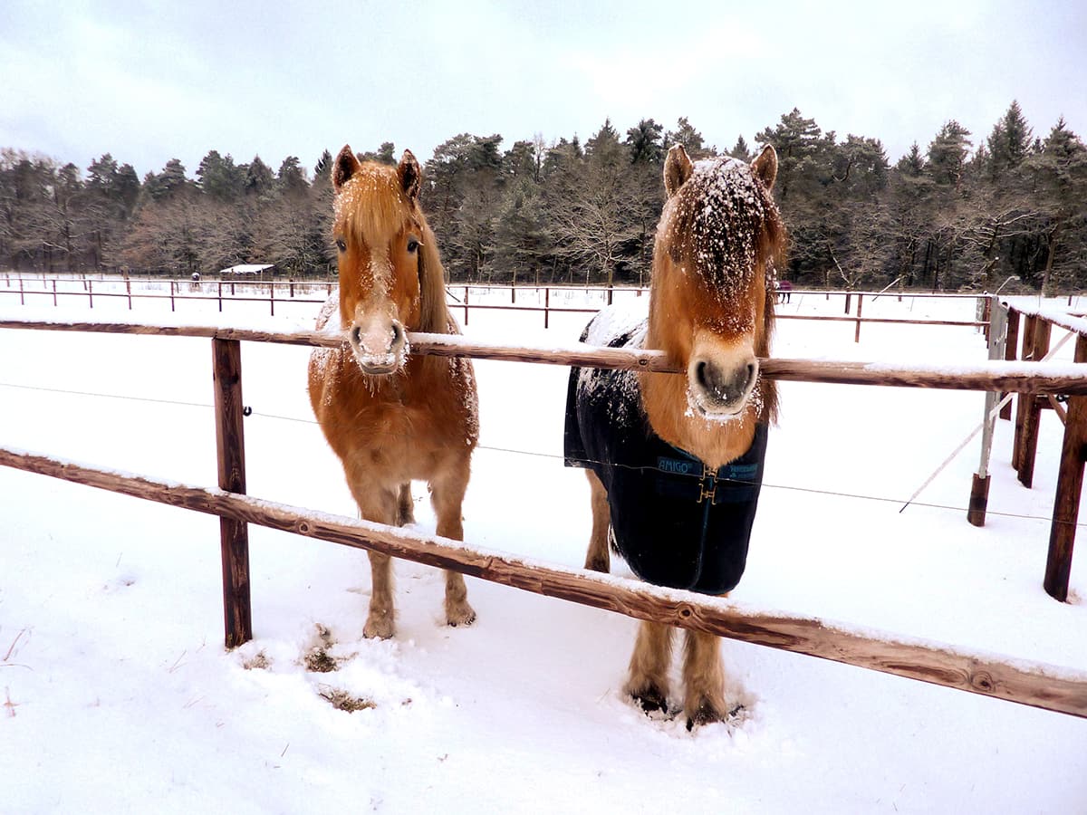 Ponyreiten im Schröderhof