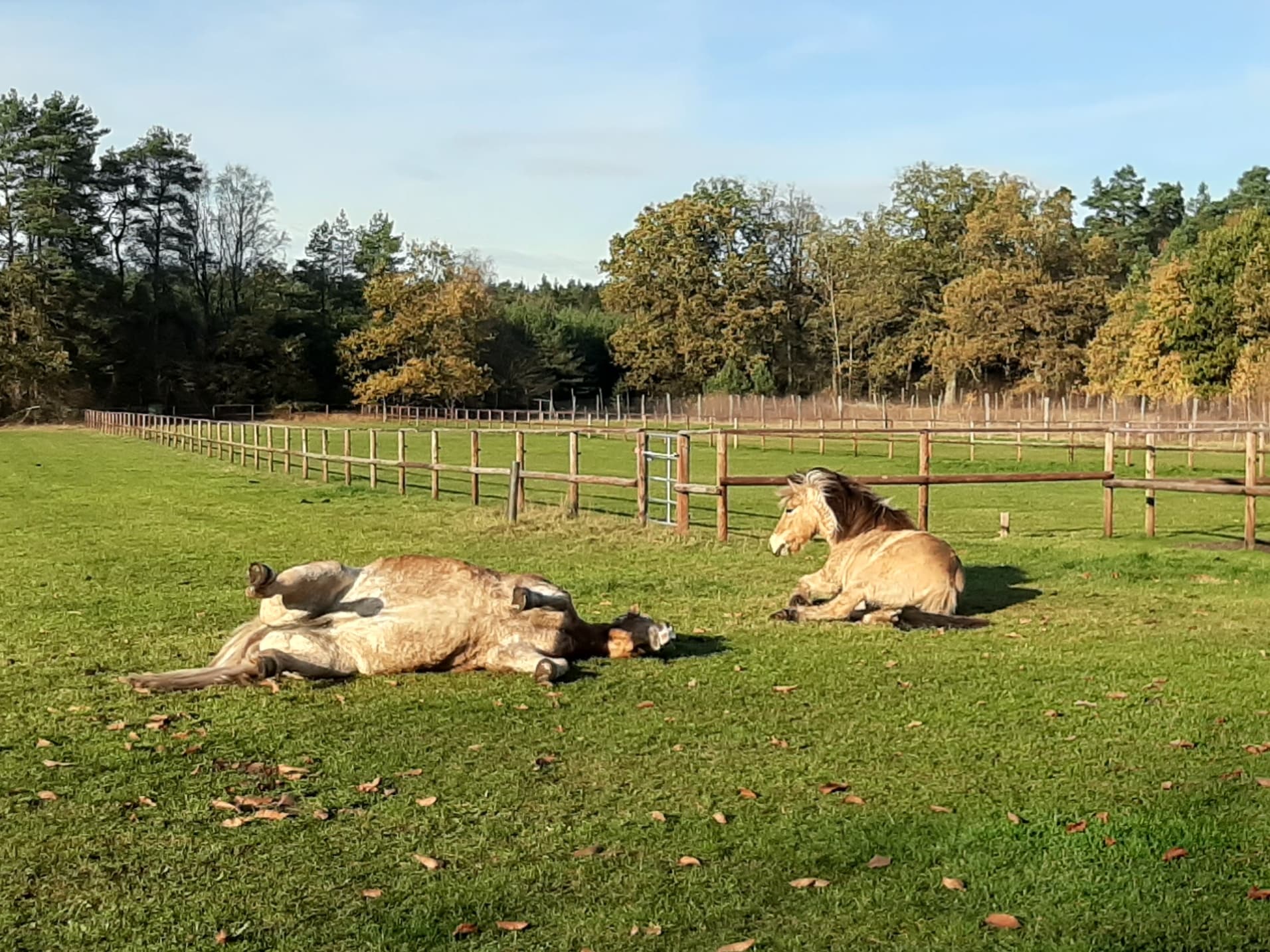 Ponyreiten im Schröderhof