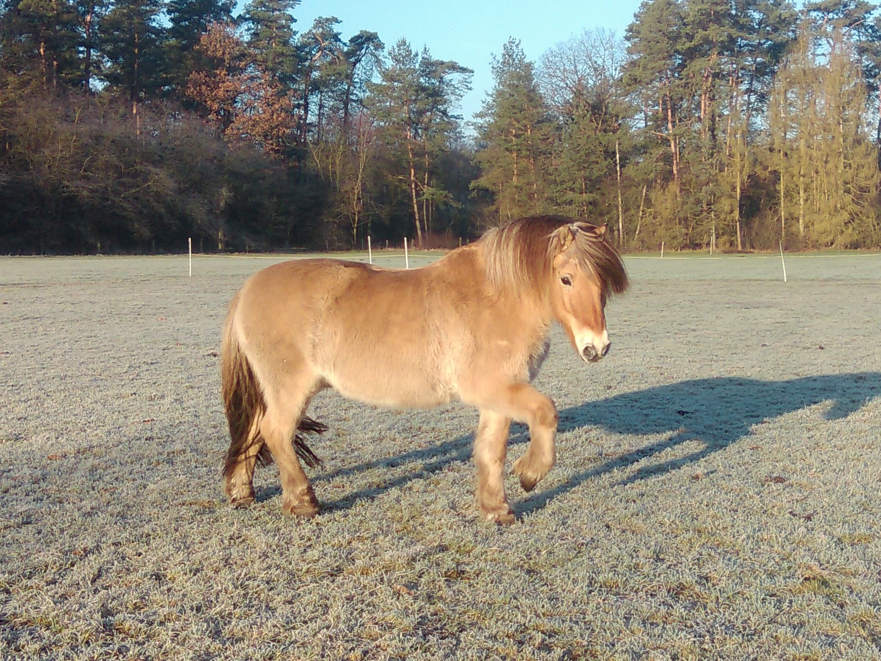 Ponyreiten im Schröderhof