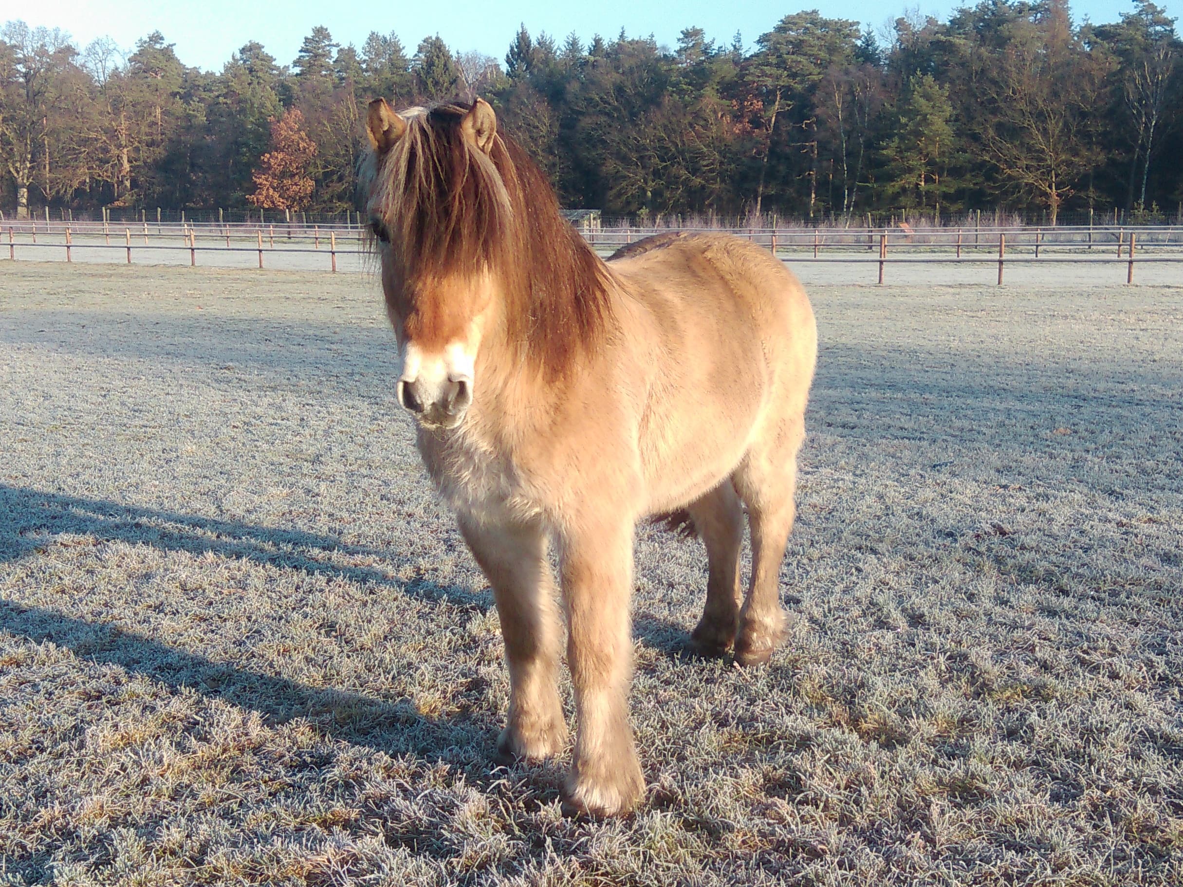 Ponyreiten im Schröderhof