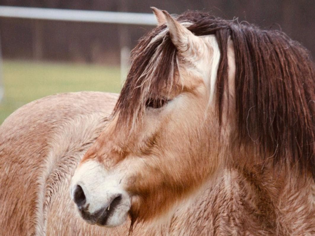 Ponyreiten im Schröderhof