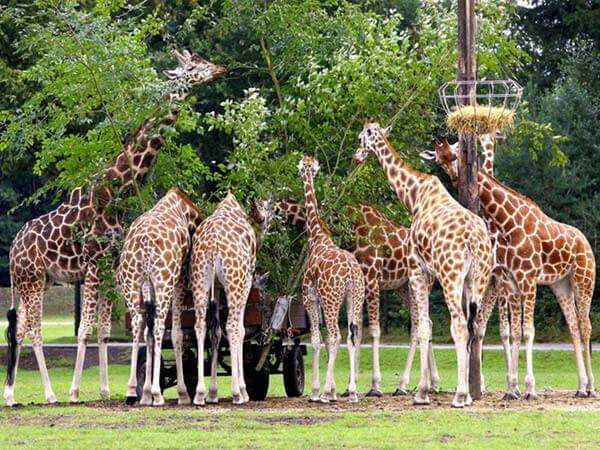 Serengeti Park Hodenhagen