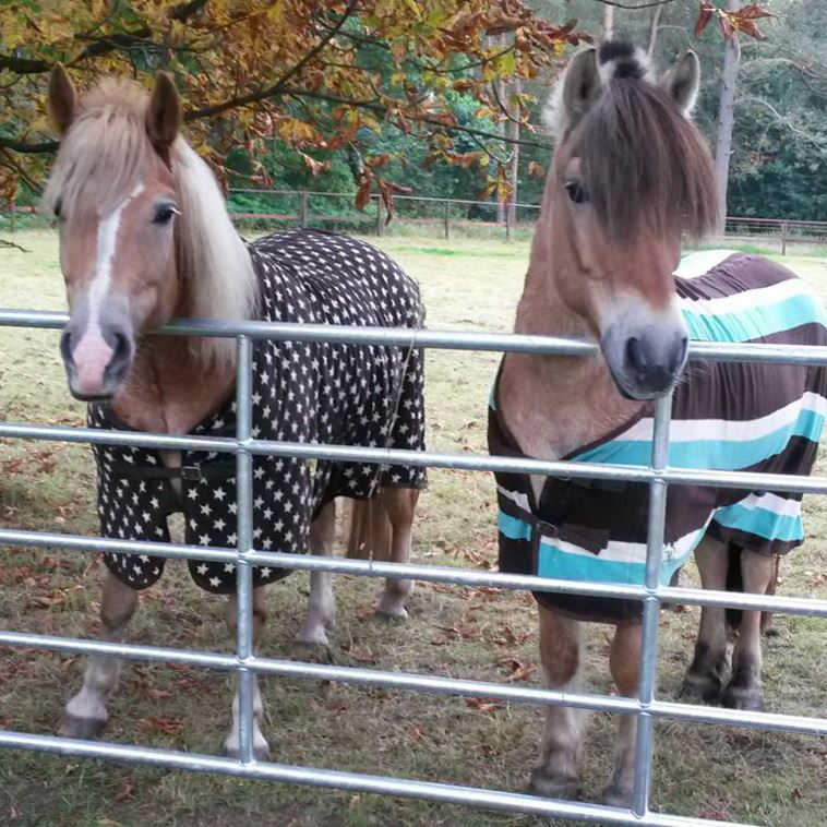 Ponyreiten im Schröderhof
