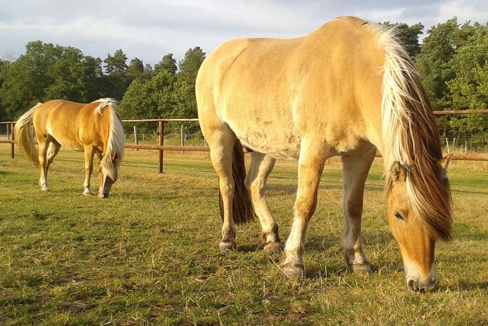 Ponyreiten im Schröderhof