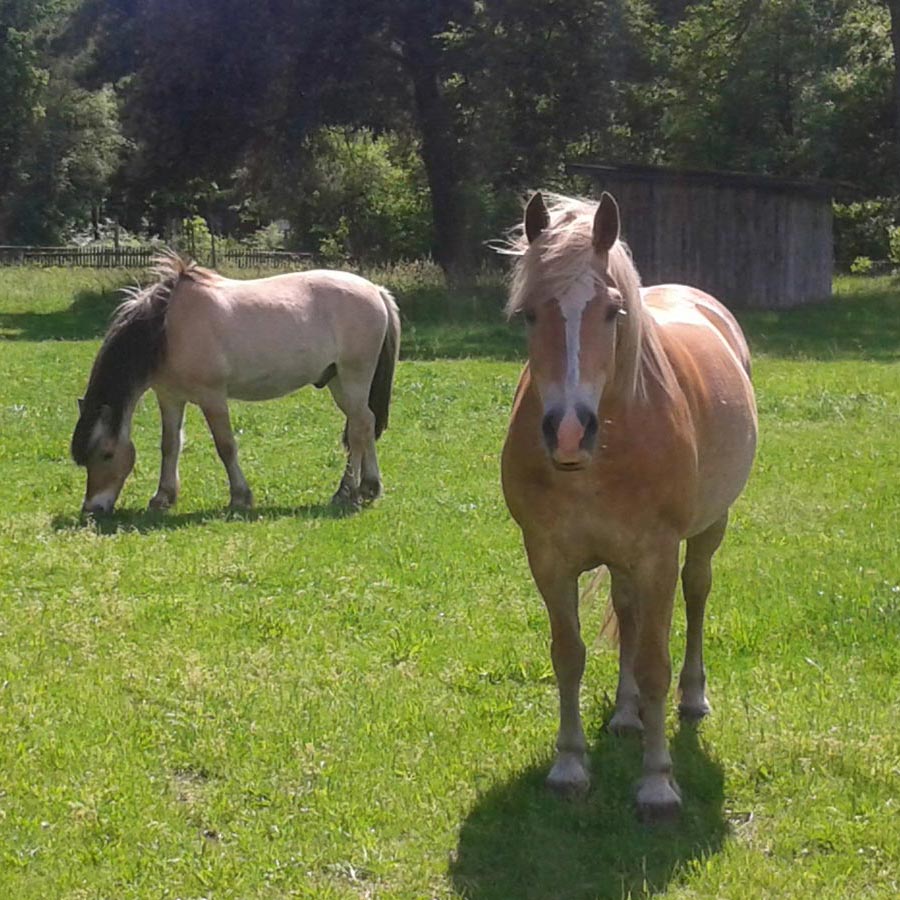 Ponyreiten im Schröderhof