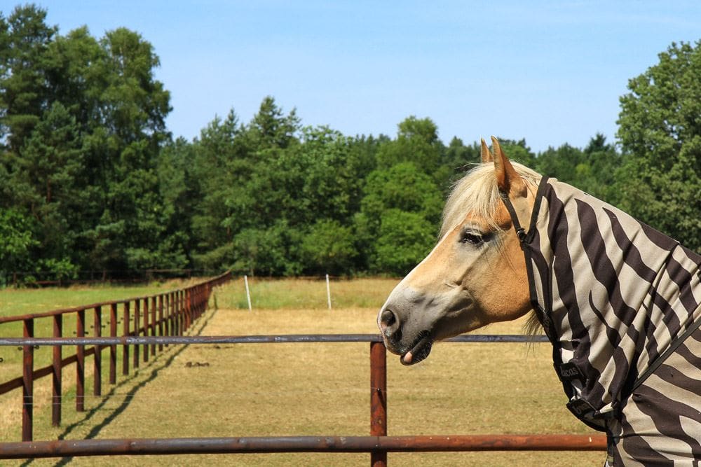 Ponyreiten im Schröderhof