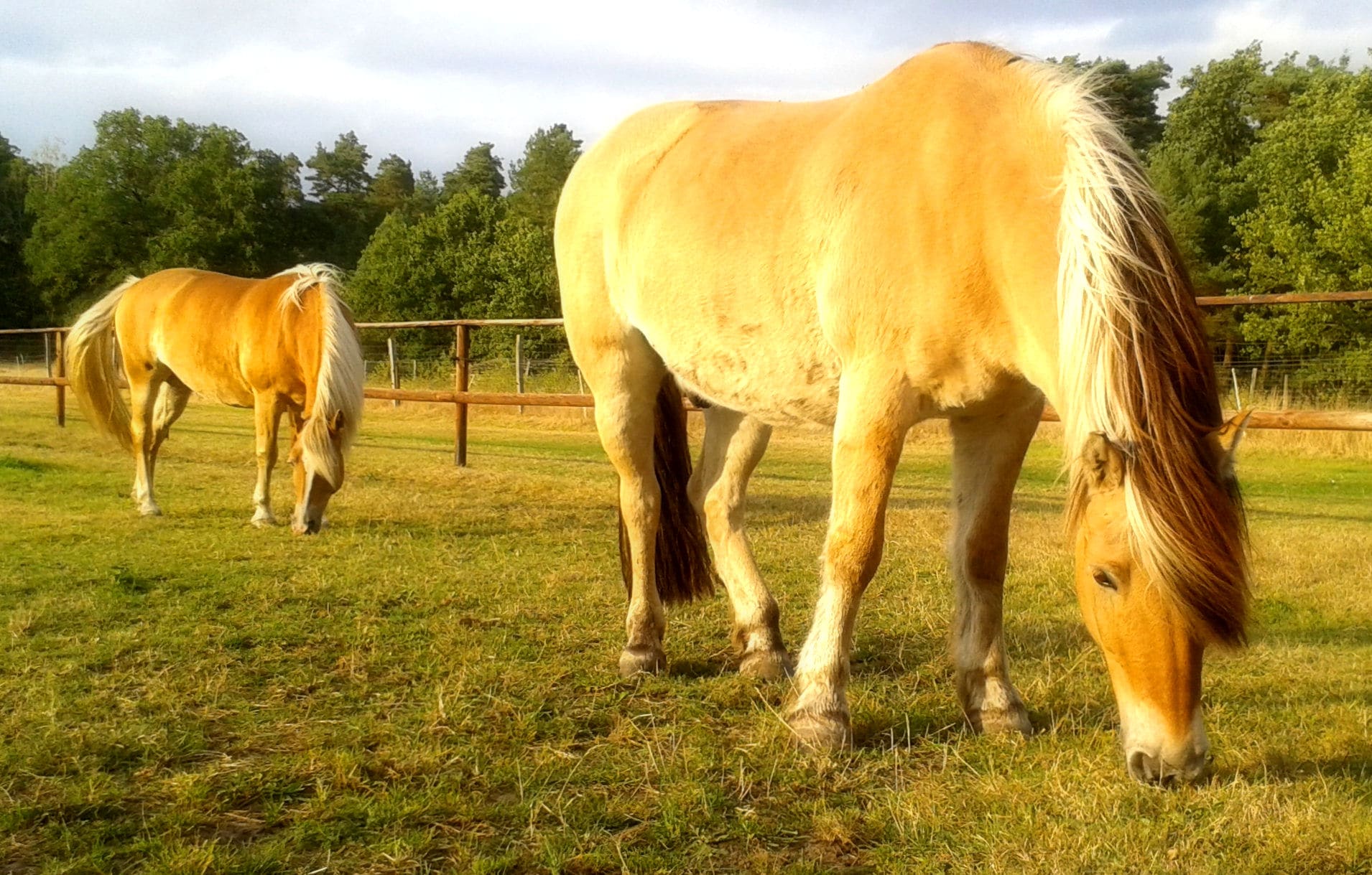 Ponyreiten im Schröderhof