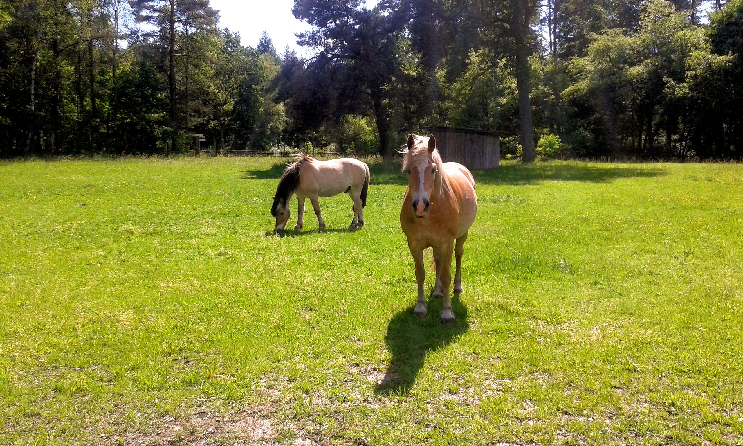 Ponyreiten im Schröderhof